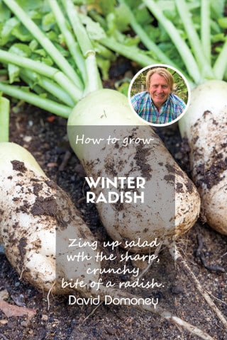 How to grow winter radish