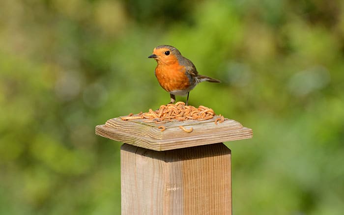 bird-fat-ball-robin