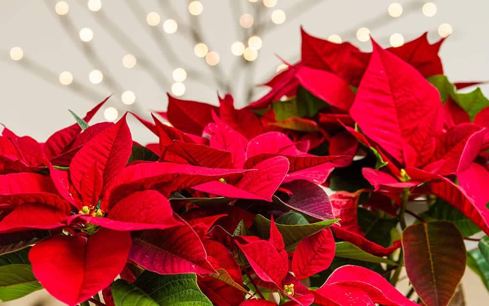 How to care for your Christmas Poinsettia - David Domoney