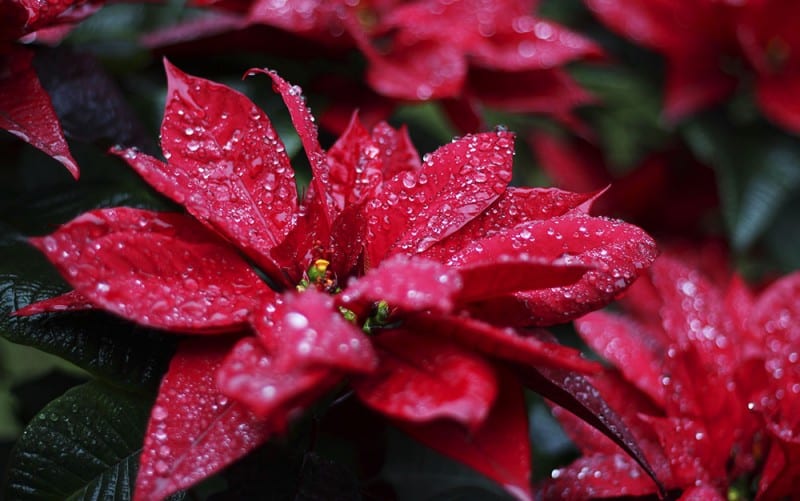 Caring for your Christmas Poinsettia - David Domoney