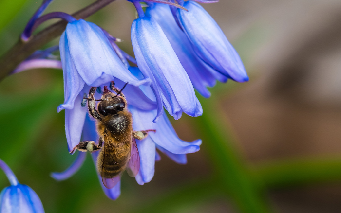 Bee on a Bluebell