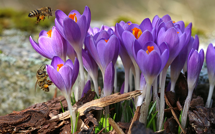 Bee on a crocus