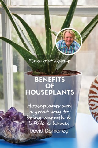 Benefits of houseplants