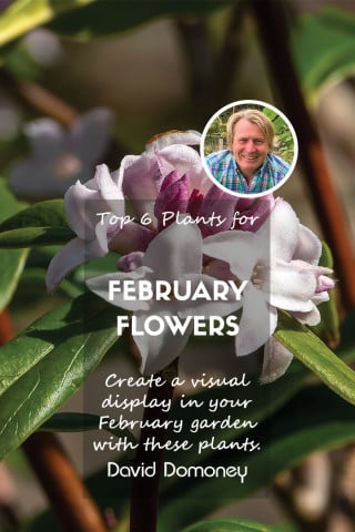 Top 6 february plants feature flowering