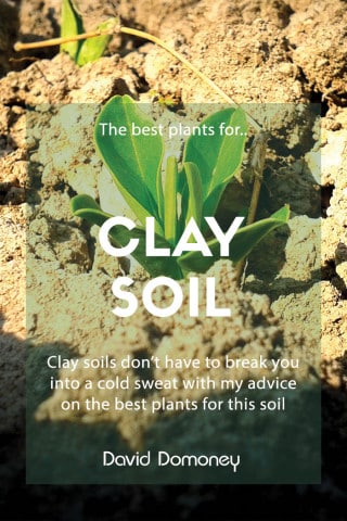 Clay Soil