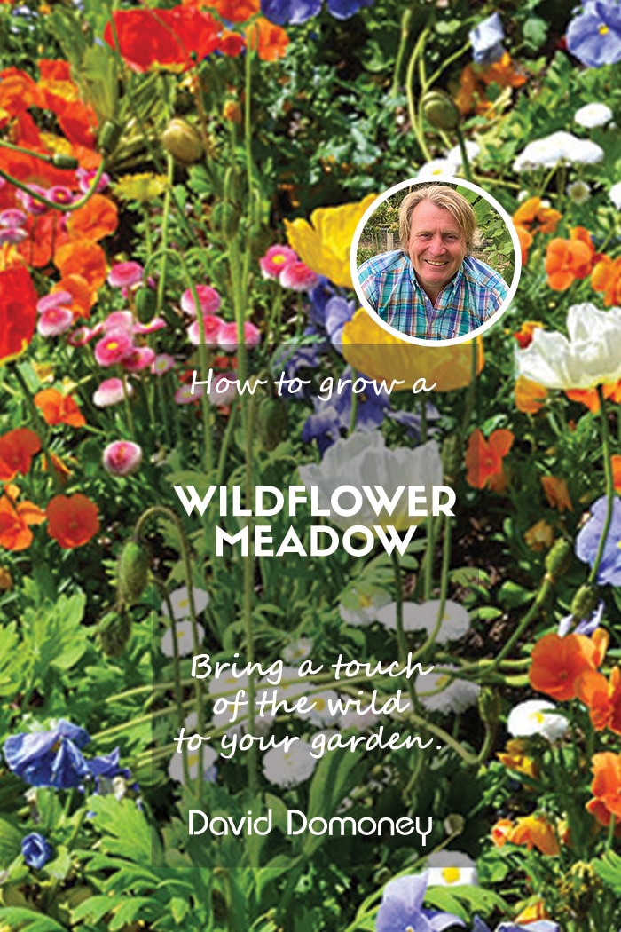 How to grow a wildflower garden