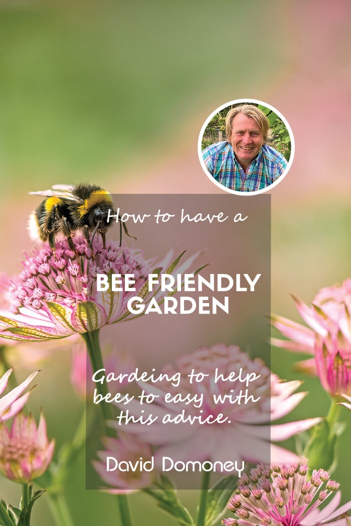 Bee Friendly gardening