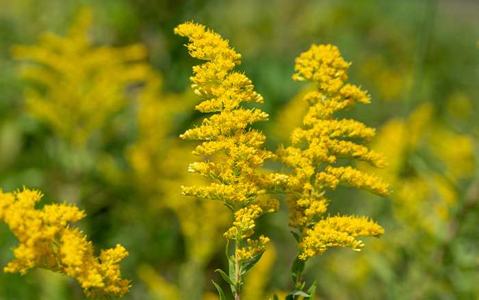 Solidago-(Golden-rod)