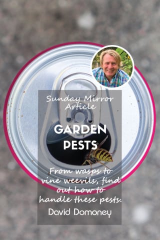 Sunday mirror article garden pests feature