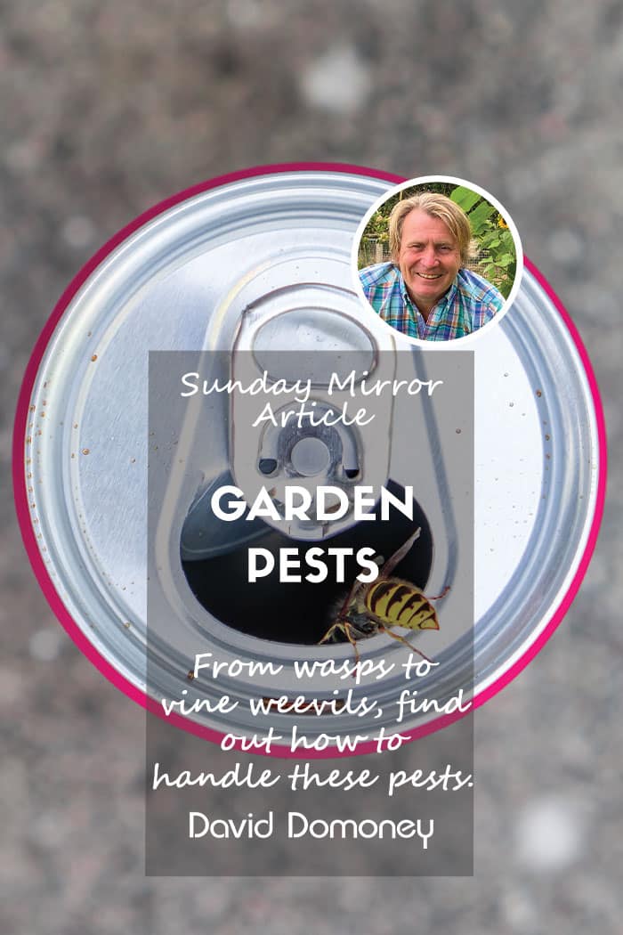 Sunday mirror article garden pests feature