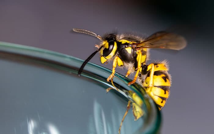 A wasp on the edge of a glass