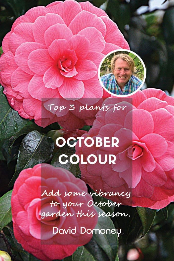 Top 3 plants for October colour