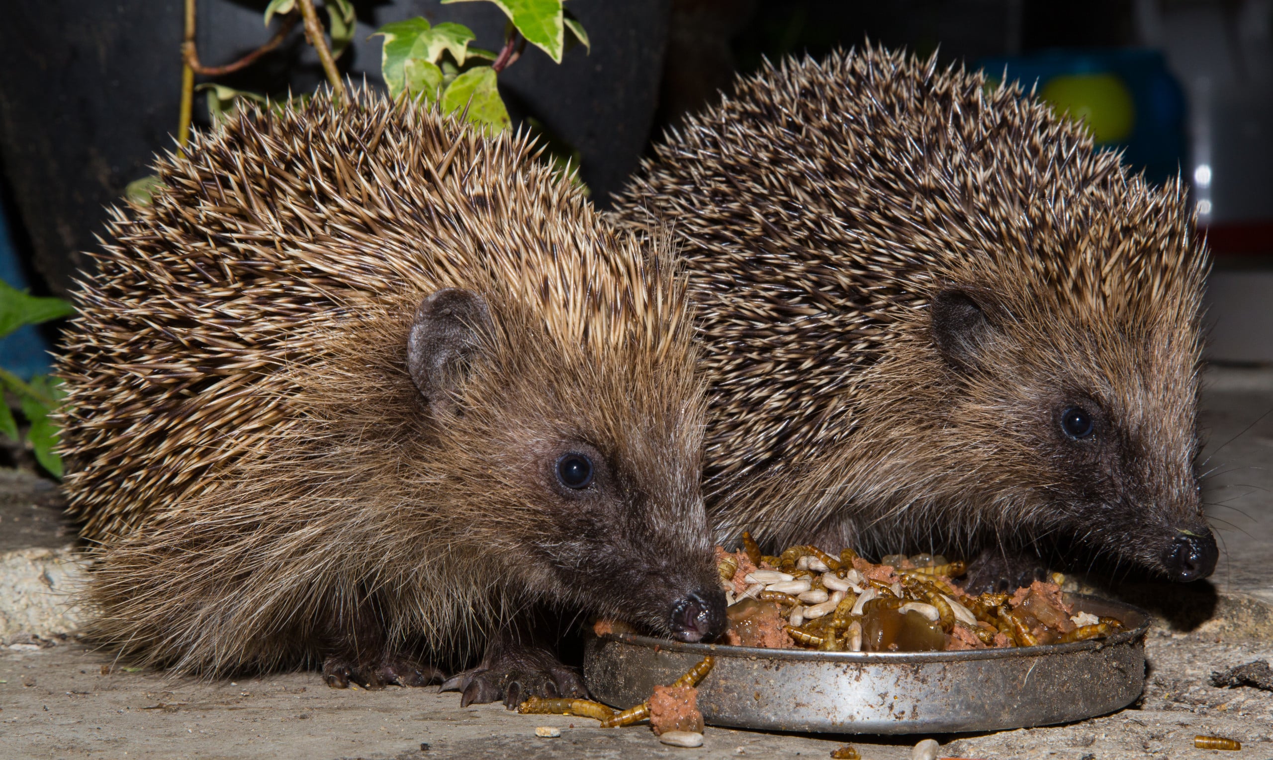 Helping hibernators David Domoney