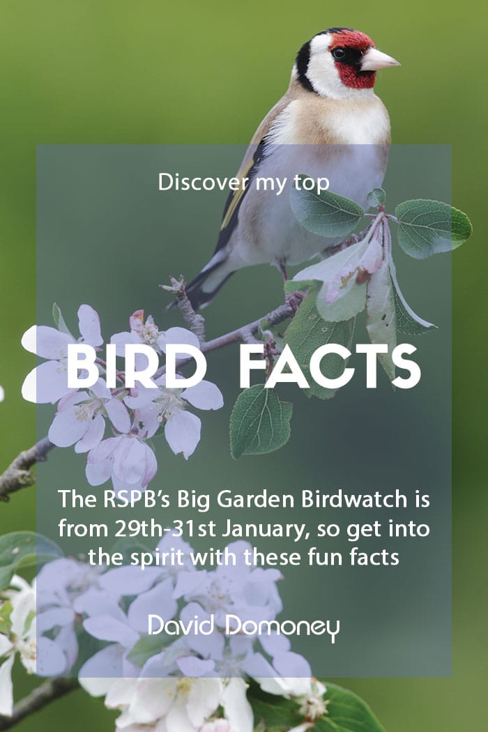 Top bird facts