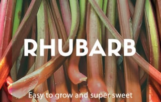 Rhubarb