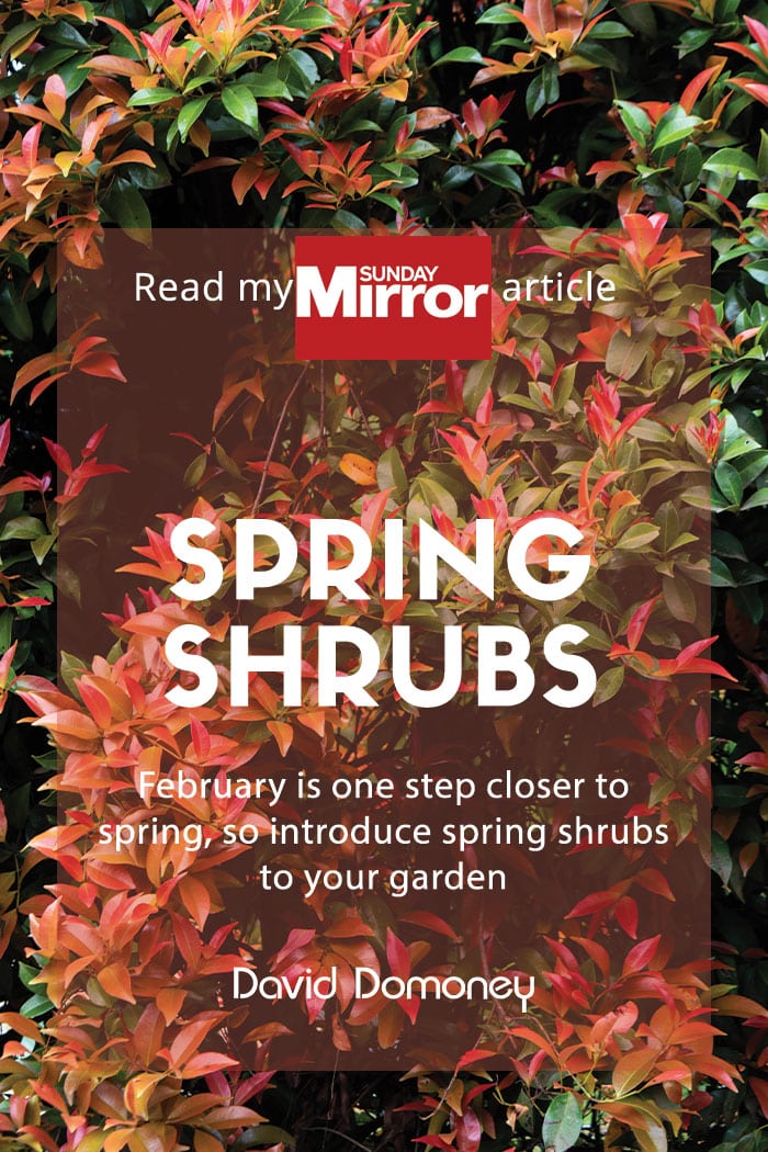 Sunday Mirror Spring shrubs