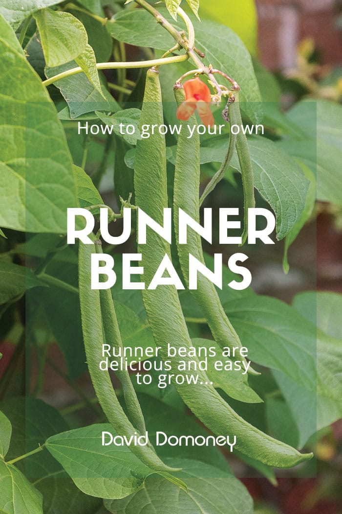 Runner beans