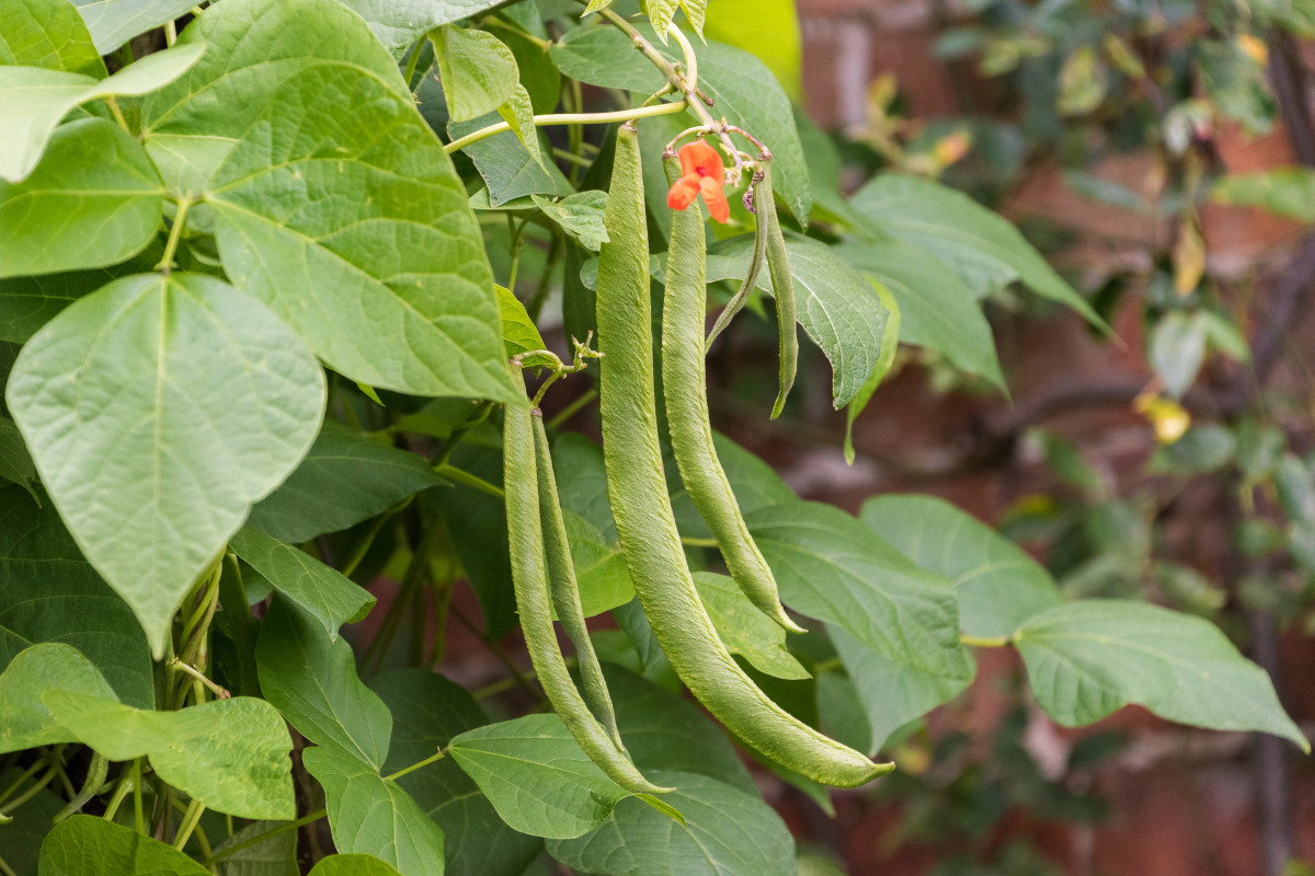 13 бобов. Phaseolus coccineus. Фасоль многоцветковая. Американская фасоль растение. Фасоль многоцветковая победитель.