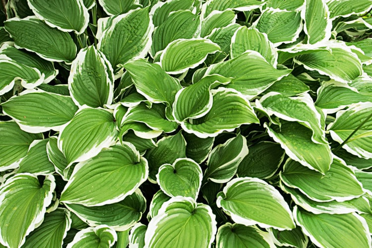 Hosta