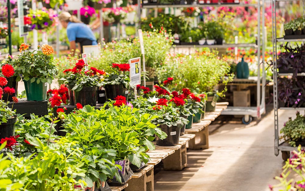 garden-centre-plants