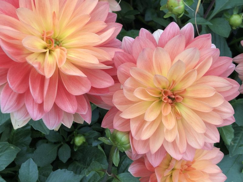 Chelsea 2019: Top 10 companion plants - David Domoney