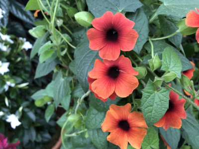 Chelsea 2019: Top 10 Companion Plants - David Domoney