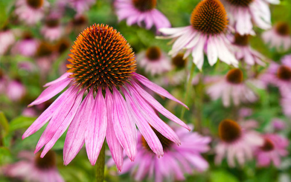 Plants for allergy-free gardening - David Domoney Blog