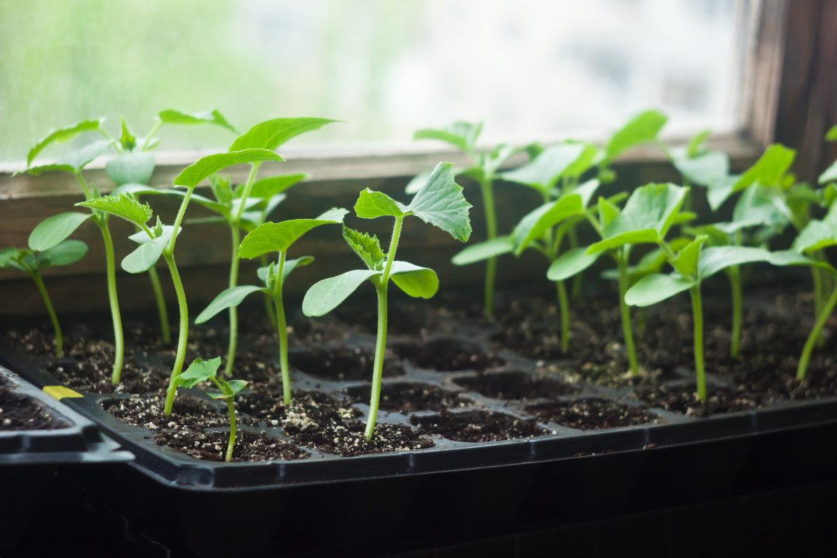 Get growing Mr. Fothergill's Courgette - David Domoney