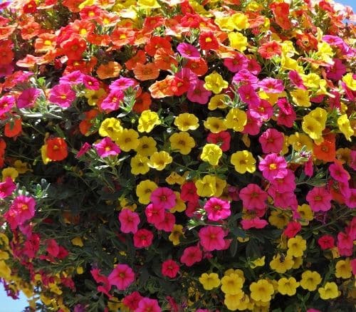 Perfect Hanging Baskets - David Domoney