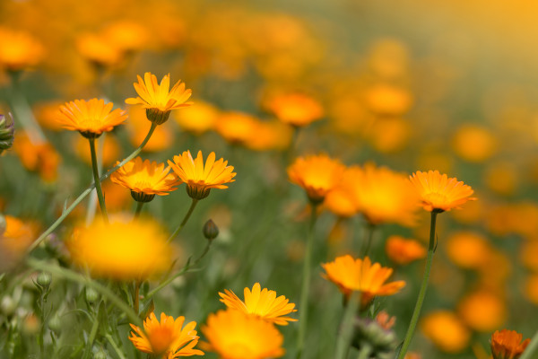 Top 3 plants for August colour - David Domoney