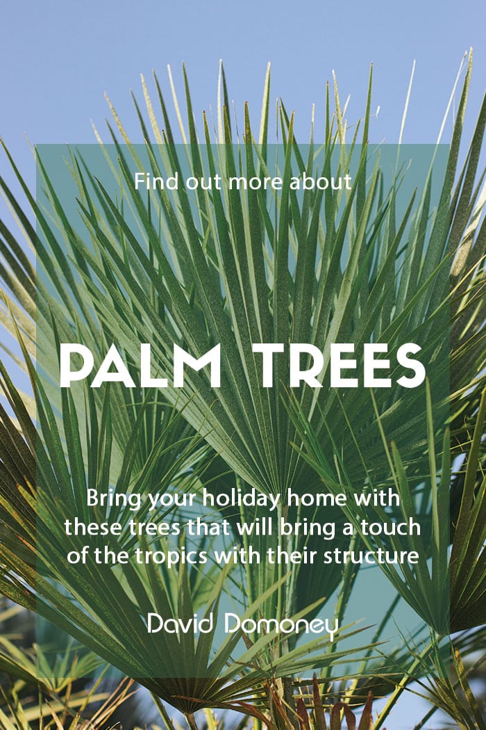 How to plant palm trees