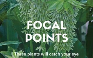 Top ten plants for focal points