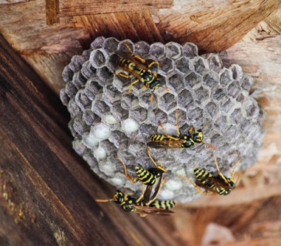 How to manage the garden pests - David Domoney