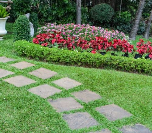 ground cover flower border