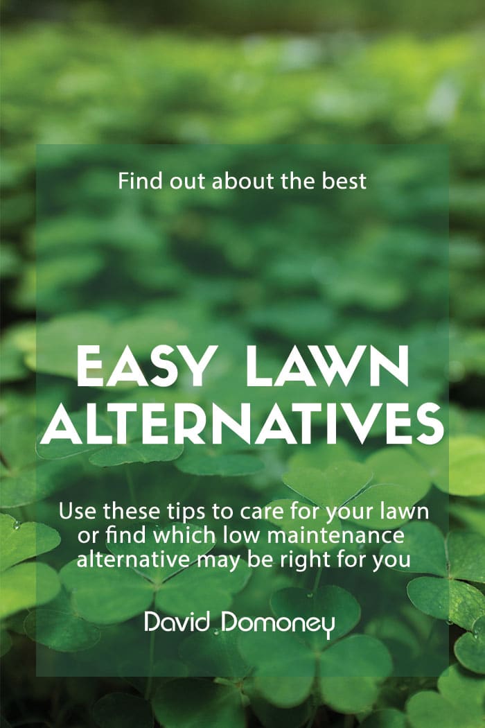 low maintenance lawn alternatives