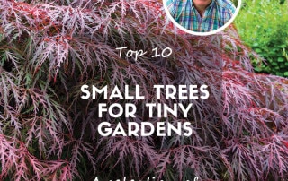 Top 10 trees for tiny gardens