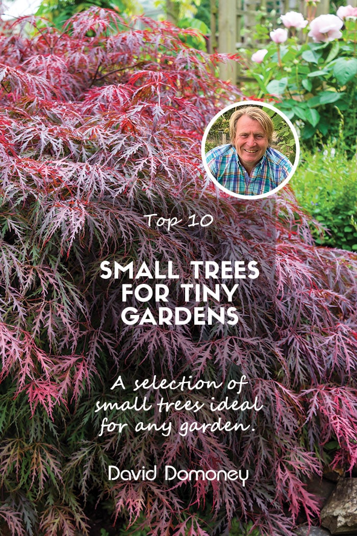 Top 10 trees for tiny gardens