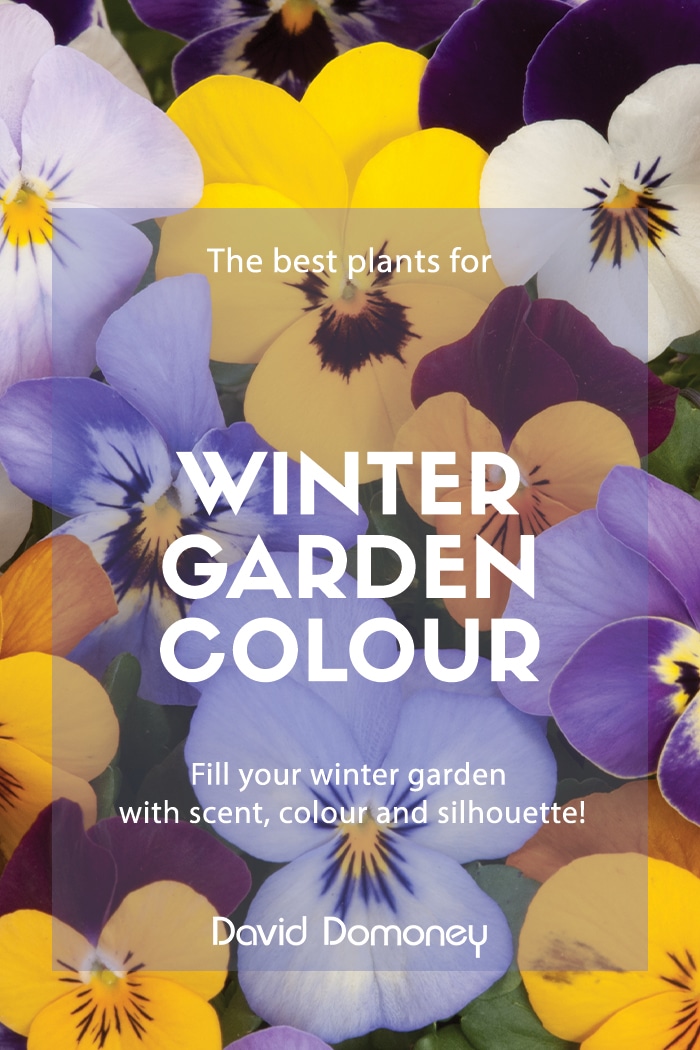 Winter Garden Colour