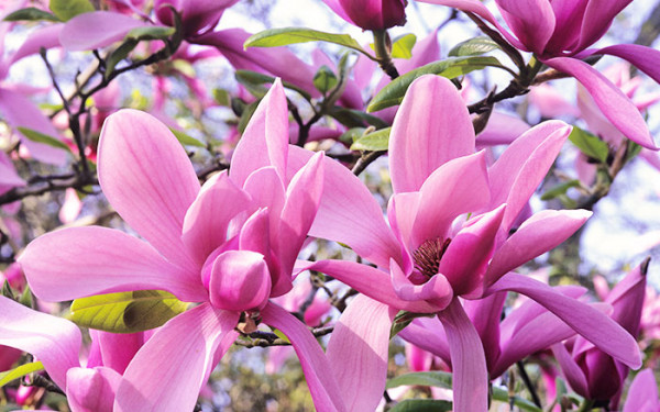 Growing magnolias in your garden - David Domoney