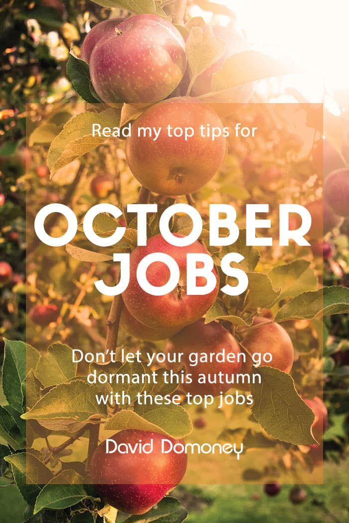 October gardening jobs