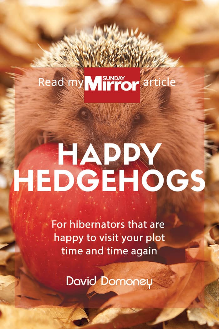 hedgehogs