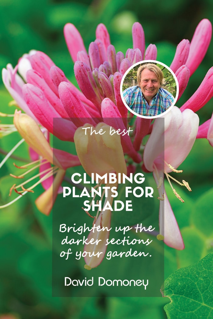 The best climbing plants for shade