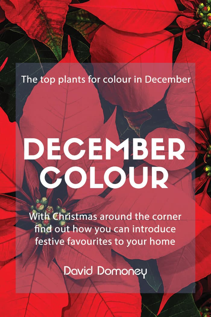 December colour 2019