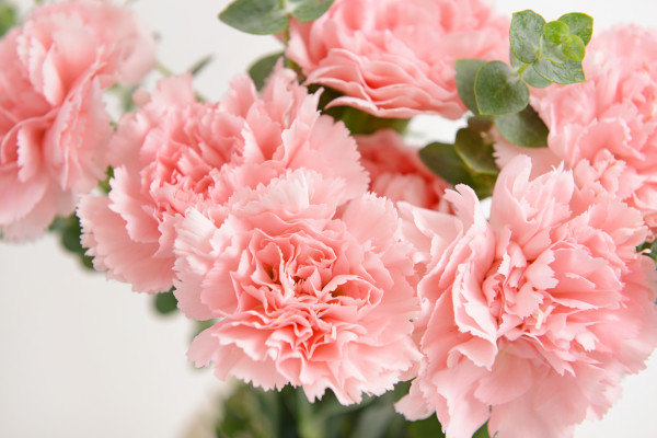 Top 12 rose alternatives for Valentine's flowers - David Domoney