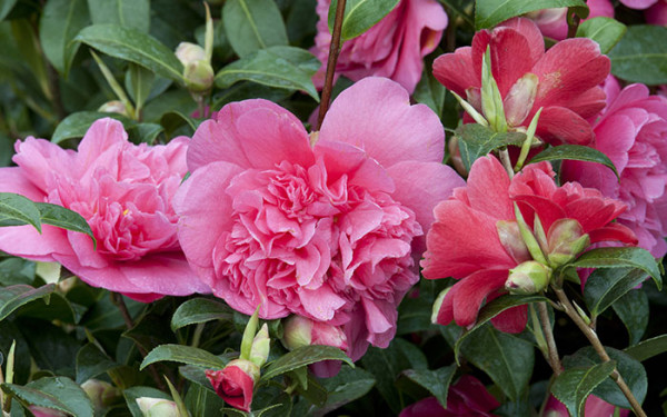 Top ten plants for February - David Domoney