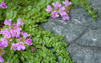 The best low-maintenance plants for easy lawn alternatives