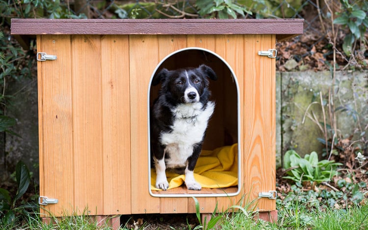 Dog-in-garden-kennel