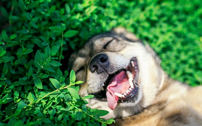 Dog-digging-in-garden-sand