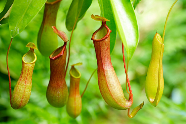 Secret life of plants - David Domoney