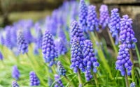 Top ten plants for March - David Domoney